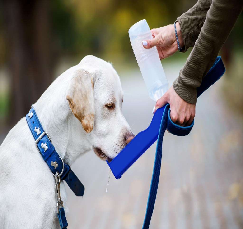 Genius-Ideas-Bouteille-d-eau-pour-chien-GI-005750.