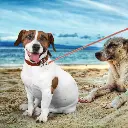 Pet-Treatment-ED-41661-Laisse-Retractable-Pour-Chien-Qui-Brille-Dans-Le-Noir-3-5M-ED-41661-5.webp