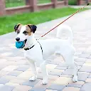 Pet-Treatment-ED-41661-Laisse-Retractable-Pour-Chien-Qui-Brille-Dans-Le-Noir-3-5M-ED-41661-10.webp