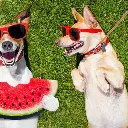 Pet-Treatment-ED-41678-Laisse-Retractable-Pour-Chien-Qui-Brille-Dans-le-Noir-5M-ED-41678-9.webp