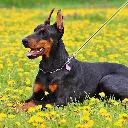Pet-Treatment-ED-41678-Laisse-Retractable-Pour-Chien-Qui-Brille-Dans-le-Noir-5M-ED-41678-10.webp