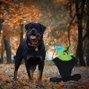 Pet-Treatment-ED-90006-Harnais-Pour-Chien-M-54-6-x-85-2cm-ED-90006-2.webp