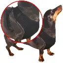 Pet-Treatment-ED-19000-Harnais-Pour-Chien-M-54-6-x-85-2cm-2.webp